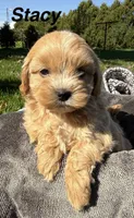 Stacy, a female Shihpoo for sale in White Pigeon, MI – 1 of 7