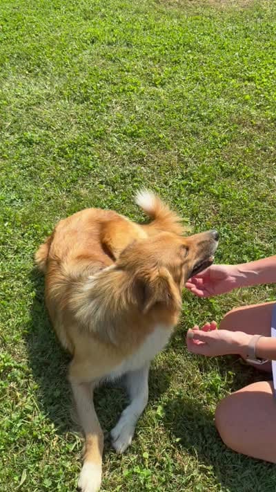 Eddy, a male Jack Russell Terrier and Border Collie for sale in White Pigeon, MI – 6 of 7