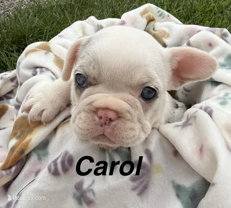 Carol – French Bulldog puppy for sale in White Pigeon, MI