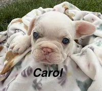 Carol, a female French Bulldog for sale in White Pigeon, MI – 1 of 8