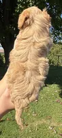 Kim, a female Shihpoo for sale in White Pigeon, MI – 3 of 8