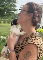 Missy, a female Jack Russell Terrier for sale in White Pigeon, MI – 5 of 5