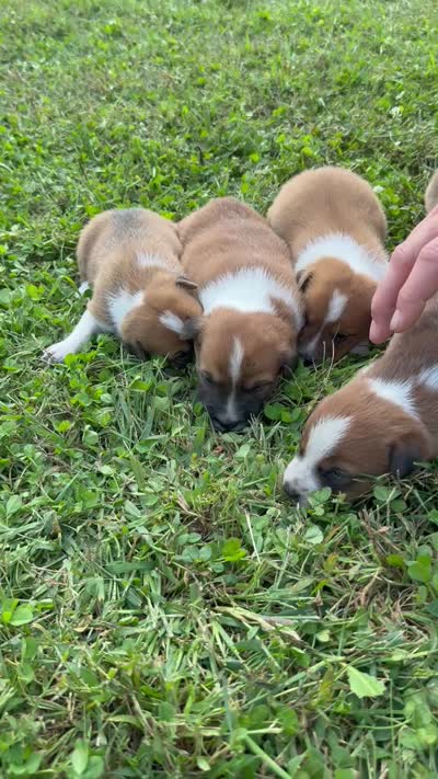 Fred, a male Jack Russell Terrier and Border Collie for sale in White Pigeon, MI – 7 of 7