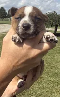 Fred, a male Jack Russell Terrier and Border Collie for sale in White Pigeon, MI – 2 of 7