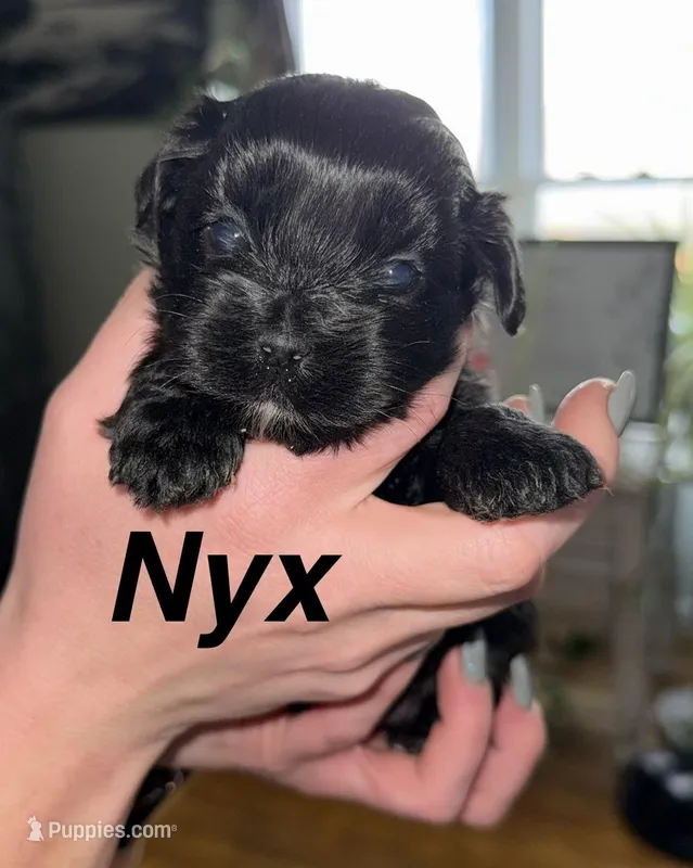 Nyx, a female Shihpoo for sale in White Pigeon, MI – Photo 1 of 5