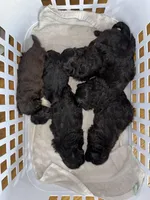 Nyx, a female Shihpoo for sale in White Pigeon, MI – Photo 5 of 5