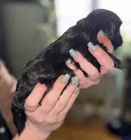 Nyx, a female Shihpoo for sale in White Pigeon, MI – Photo 2 of 5