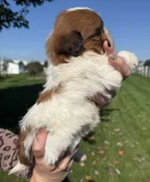 Ben, a male Shorkie for sale in White Pigeon, MI – 4 of 5