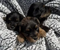 Missy, a female Yorkipoo for sale in White Pigeon, MI – 6 of 10