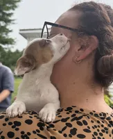 Lucy, a female Jack Russell Terrier for sale in White Pigeon, MI – 4 of 7