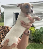 Susie, a female Jack Russell Terrier for sale in White Pigeon, MI – 2 of 4