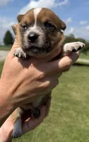 Paige, a female Jack Russell Terrier and Border Collie for sale in White Pigeon, MI – 4 of 7