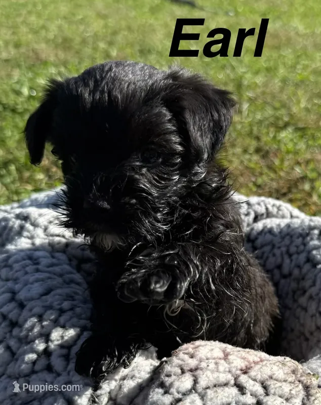 Earl – Yorkipoo puppy for sale in White Pigeon, MI