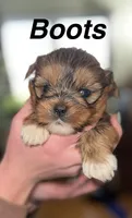 Boots, a male Shorkie for sale in White Pigeon, MI – Photo 1 of 4