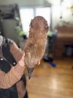 Boots, a male Shorkie for sale in White Pigeon, MI – Photo 2 of 4