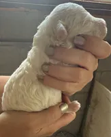 Opal, a female Poodle - Miniature  for sale in White Pigeon, MI – 2 of 8
