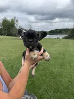 Gary, a male French Bulldog for sale in White Pigeon, MI – 2 of 10