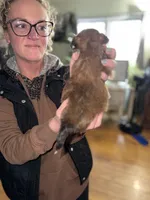 Marge, a female Shorkie for sale in White Pigeon, MI – Photo 2 of 4