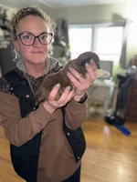 Marge, a female Shorkie for sale in White Pigeon, MI – Photo 3 of 4