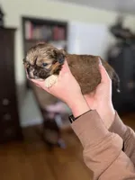 Marge, a female Shorkie for sale in White Pigeon, MI – Photo 4 of 4