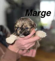 Marge, a female Shorkie for sale in White Pigeon, MI – Photo 1 of 4