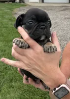 Gary, a male French Bulldog for sale in White Pigeon, MI – 4 of 8
