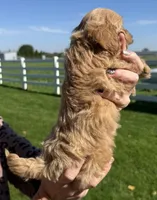 Stacy, a female Shihpoo for sale in White Pigeon, MI – 2 of 7