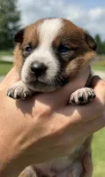Bear, a male Jack Russell Terrier and Border Collie for sale in White Pigeon, MI – 6 of 8