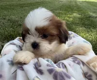 Earl, a male Shorkie for sale in White Pigeon, MI – 2 of 7