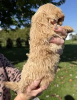 Tom, a male Shihpoo for sale in White Pigeon, MI – 4 of 6