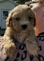 Stacy, a female Shihpoo for sale in White Pigeon, MI – 3 of 7
