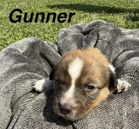 Gunner, a male Jack Russell Terrier and Border Collie for sale in White Pigeon, MI – 1 of 7