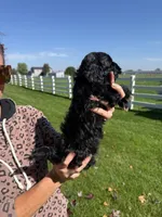 Roger, a male Shihpoo for sale in White Pigeon, MI – 2 of 6