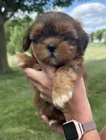 Piper, a female Shorkie for sale in White Pigeon, MI – 3 of 7