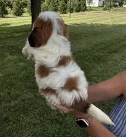 Earl, a male Shorkie for sale in White Pigeon, MI – 5 of 7
