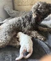 Opal, a female Poodle - Miniature  for sale in White Pigeon, MI – 8 of 8