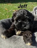 Jeff, a male Shihpoo for sale in White Pigeon, MI – 1 of 7