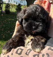Jeff, a male Shihpoo for sale in White Pigeon, MI – 2 of 7