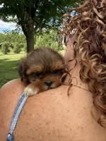 Piper, a female Shorkie for sale in White Pigeon, MI – 7 of 7