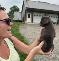 Walter, a male French Bulldog for sale in White Pigeon, MI – 5 of 5
