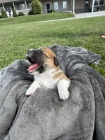 Bear, a male Jack Russell Terrier and Border Collie for sale in White Pigeon, MI – 3 of 8
