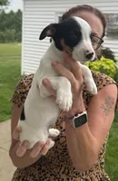 Missy, a female Jack Russell Terrier for sale in White Pigeon, MI – 4 of 5