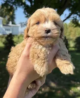Jill, a female Shihpoo for sale in White Pigeon, MI – 2 of 6
