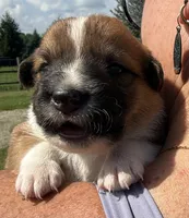 Jeff, a male Jack Russell Terrier and Border Collie for sale in White Pigeon, MI – 3 of 7