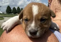 Eddy, a male Jack Russell Terrier and Border Collie for sale in White Pigeon, MI – 2 of 7