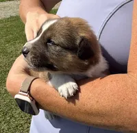 Gunner, a male Jack Russell Terrier and Border Collie for sale in White Pigeon, MI – 2 of 7