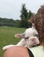 Wendy, a female French Bulldog for sale in White Pigeon, MI – 5 of 5