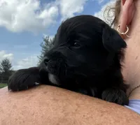 Earl, a male Yorkipoo for sale in White Pigeon, MI – 2 of 10