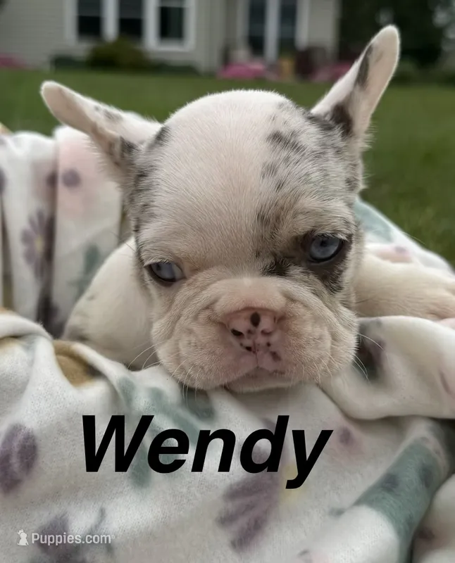 Wendy – French Bulldog puppy for sale in White Pigeon, MI