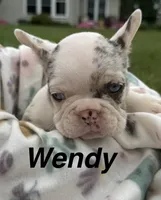 Wendy, a female French Bulldog for sale in White Pigeon, MI – 1 of 5